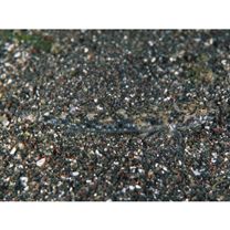 Favonigobius gymnauchen (Bleeker, 1860)