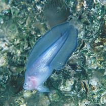 Lepidion inosimae (Gunther, 1887)