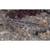 Istigobius goldmanni (Bleeker, 1852)