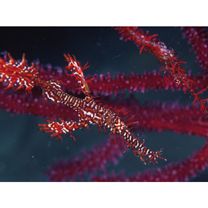 Solenostomus paradoxus (Pallas, 1770)