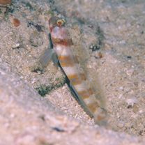 Amblyeleotris periophthalma (Bleeker, 1853)