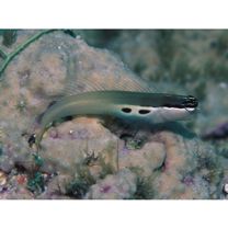 Ecsenius bimaculatus Springer, 1971