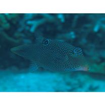 Canthigaster solandri (Richardson, 1845)