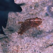 Foa brachygramma (Jenkins, 1903)