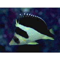 Chaetodon burgessi Allen et Starck, 1973