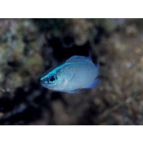 Chrysiptera glauca (Cuvier, 1830)