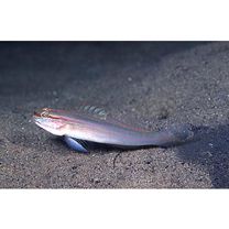 Amblygobius sp. A of Suzuki (2004)