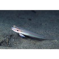 Amblygobius sp. 1 of Suzuki (2004)