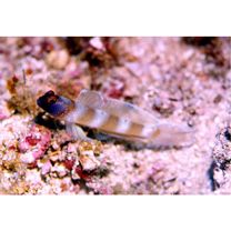 Amblyeleotris melanocephala Aonuma, Iwata et Yoshino, 2000