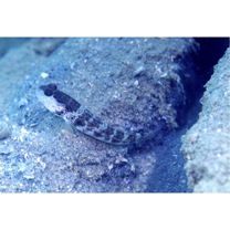 Cryptocentrus inexplicatus (Herre, 1934)