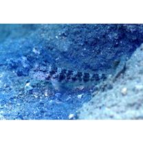 Cryptocentrus inexplicatus (Herre, 1934)