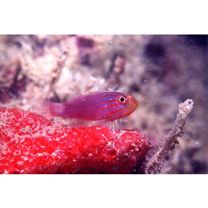 Trimma striatum (Herre, 1945)