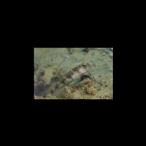 Vanderhorstia papilio Shibukawa et Suzuki, 2004