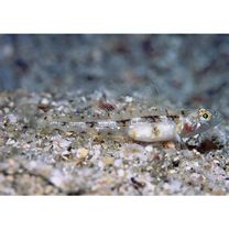 Grallenia arenicola Shibukawa et Iwata, 2007