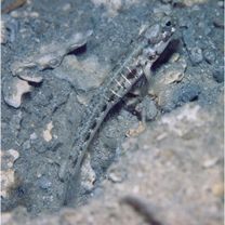 Psilogobius prolatus Watson et Lachner, 1985