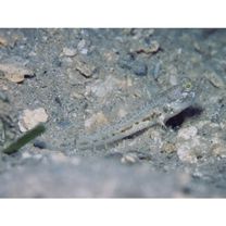 Psilogobius prolatus Watson et Lachner, 1985