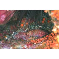 Amblycirrhitus bimacula Jenkins, 1903