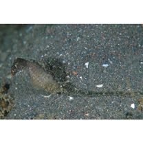 Hippocampus mohnikei Bleeker, 1854