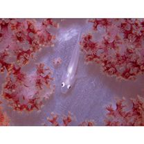 Pleurosicya boldinghi Weber, 1913