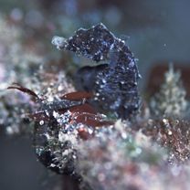 Hippocampus mohnikei Bleeker, 1854