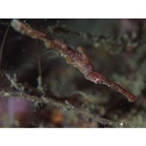 Solenostomus halimeda Orr, Fritzsche et Randall, 2002