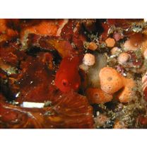 Lethotremus awae (Jordan et Snyder, 1902)