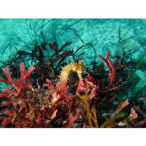 Hippocampus histrix Kaup, 1856