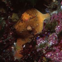 Antennatus nummifer (Cuvier, 1817)