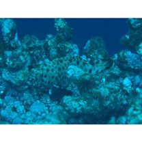 Epinephelus macrospilos (Bleeker, 1855)