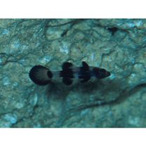 Pseudamia zonata Randall, Lachner et Fraser, 1985