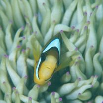 Amphiprion clarkii (Bennett, 1830)