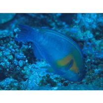 Chlorurus bowersi (Snyder, 1909)