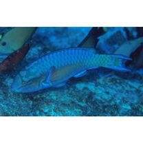 Scarus chameleon Choat et Randall, 1986