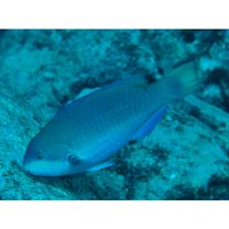 Scarus globiceps Valenciennes, 1840