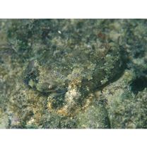 Neosynchiropus ocellatus (Pallas, 1770)