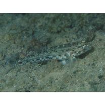 Istigobius goldmanni (Bleeker, 1852)