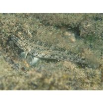 Istigobius goldmanni (Bleeker, 1852)