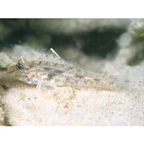 Fusigobius neophytus (Gunther, 1877)