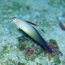 Nemateleotris decora Randall et Allen, 1973