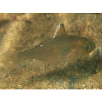 Ostorhinchus ishigakiensis (Ida et Moyer, 1974)