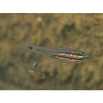 Ostorhinchus endekataenia (Bleeker, 1852)