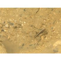 Myersina nigrivirgata Akihito et Meguro, 1983