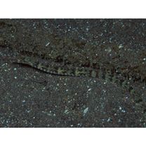 Corythoichthys haematopterus (Bleeker, 1851)