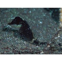 Hippocampus mohnikei Bleeker, 1854