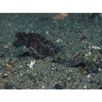 Hippocampus mohnikei Bleeker, 1854