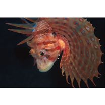 Ebosia bleekeri (Doderlein, 1884)