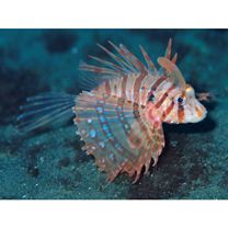 Ebosia bleekeri (Doderlein, 1884)