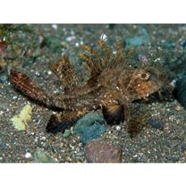 Pteroidichthys amboinensis Bleeker, 1856