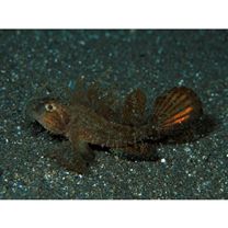 Pteroidichthys amboinensis Bleeker, 1856