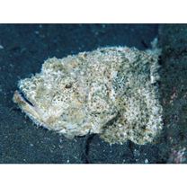 Scorpaenopsis neglecta Heckel, 1837